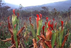 Heliamphora tatei var. neblinae